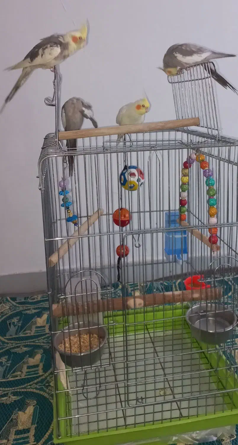دو عدد قفس پرنده بزرگ و کوچک|لوازم جانبی حیوانات|تهران, تهرانسر غربی|دیوار