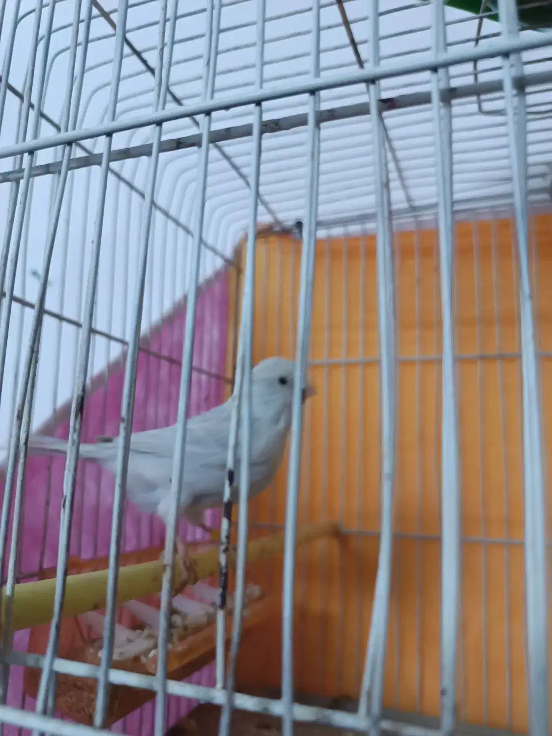 جفت قناری|پرنده|بیرجند, |دیوار