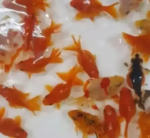 کوی و گلدفیش|ماهی|بابلسر, |دیوار