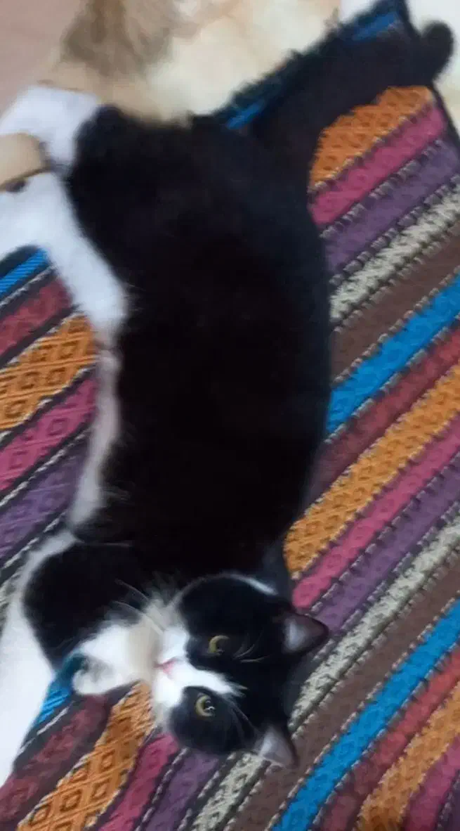 گربه ،گمشده در شهرک نساجی قائمشهر|گربه|قائم‌شهر, |دیوار