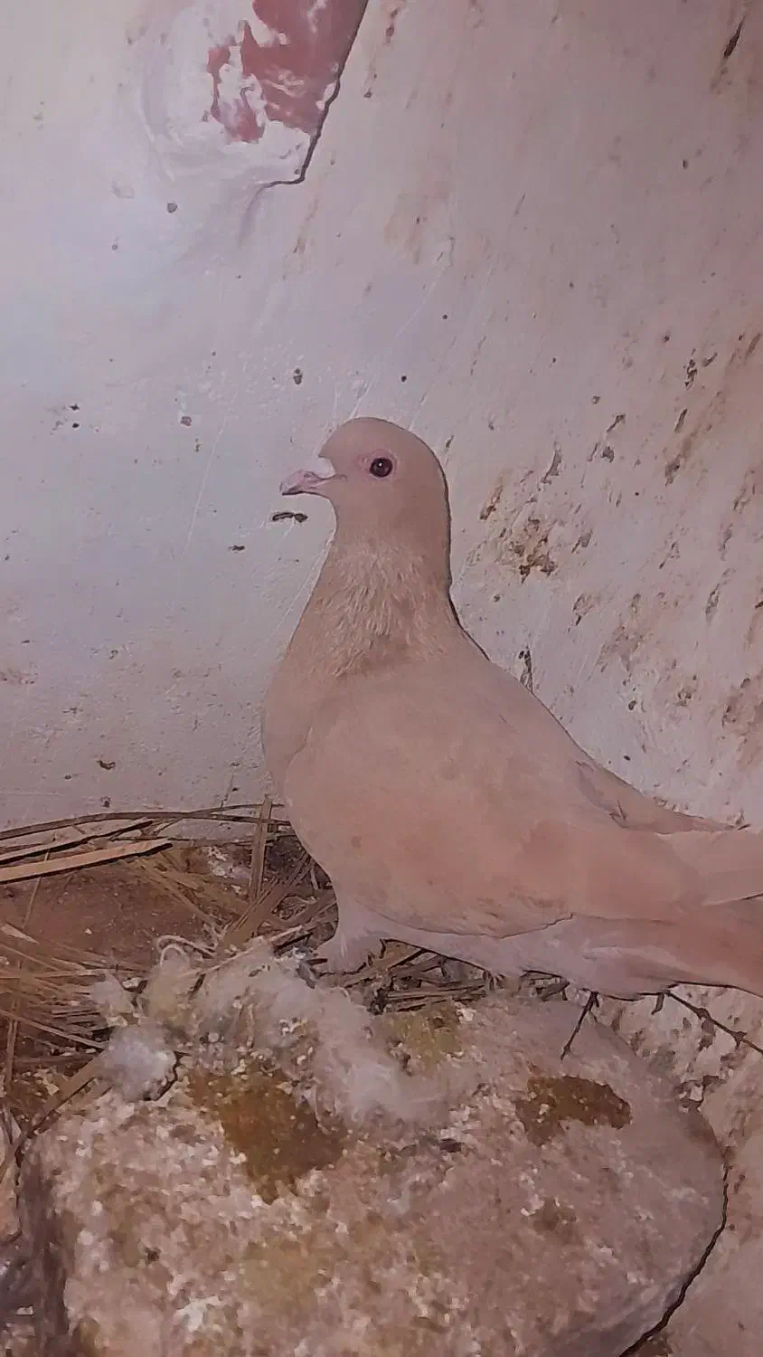 کفتر|پرنده|راور, |دیوار