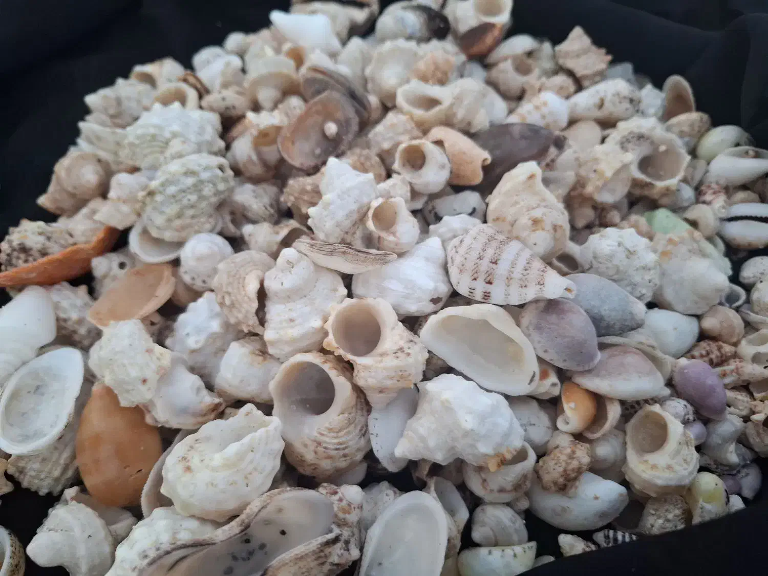 صدف تزئینی|صنایع دستی و سایر لوازم تزئینی|تهران, سیمای ایران|دیوار