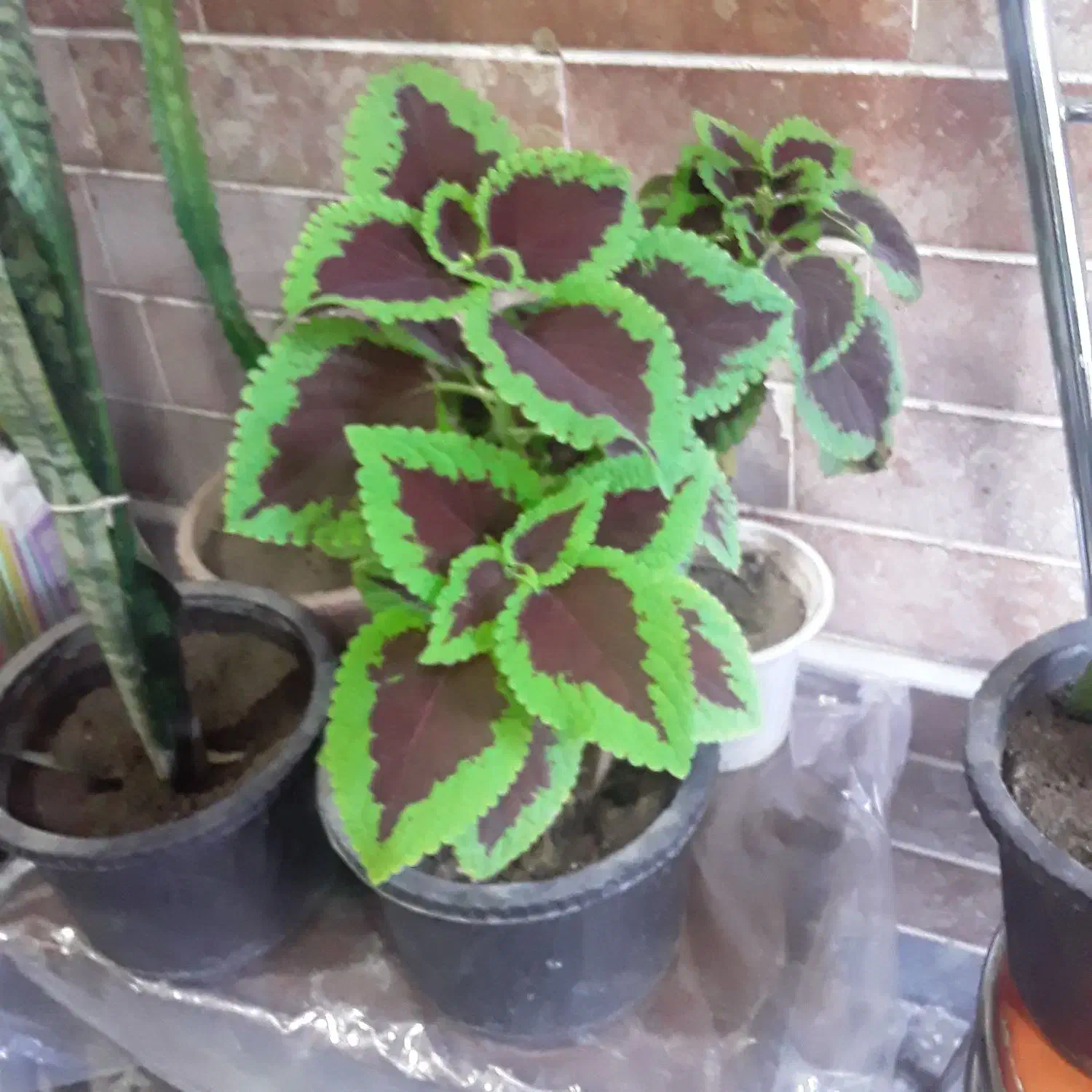 گل آپارتمانی|گل و گیاه طبیعی|خوی, |دیوار