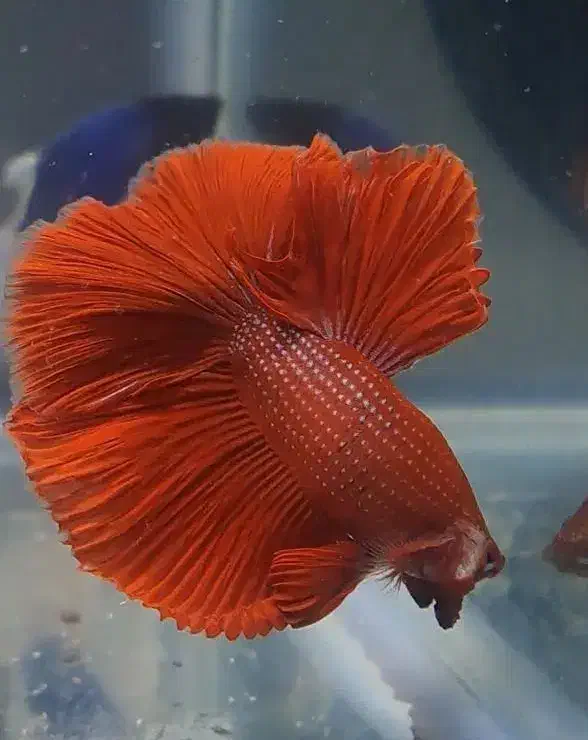 فایتر وارداتی|ماهی|تهران, تهرانسر مرکزی|دیوار