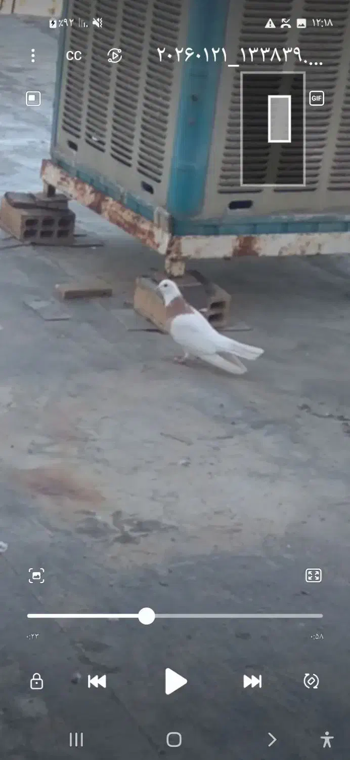 کفتر طوق|پرنده|جوانرود, |دیوار