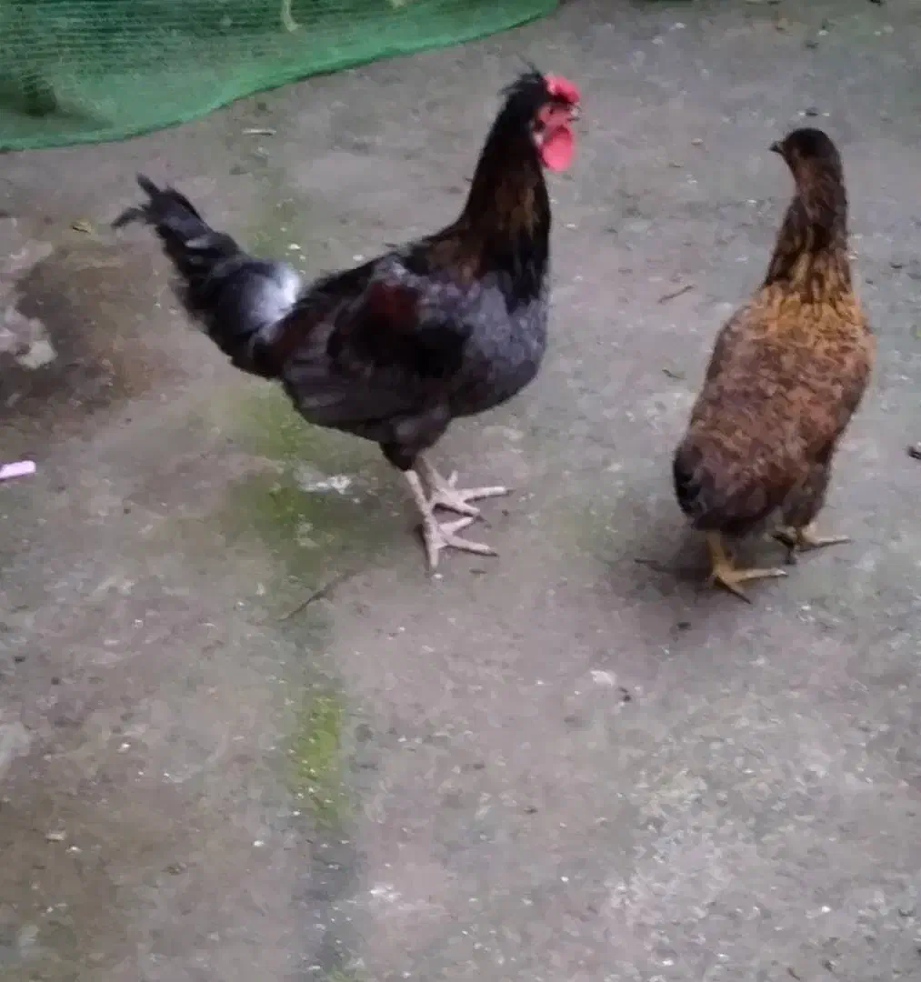 مرغ و خروس فروشی|حیوانات مزرعه|آستارا, |دیوار