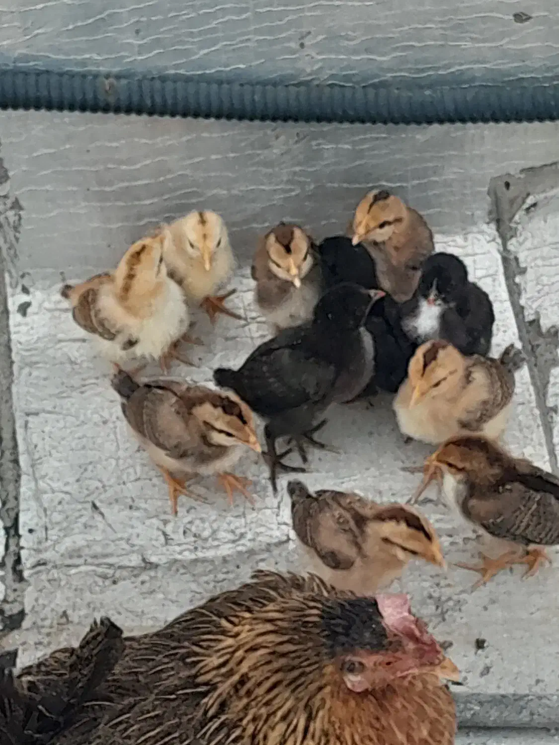 فروش مرغ و خروس|حیوانات مزرعه|بندر ماهشهر, |دیوار