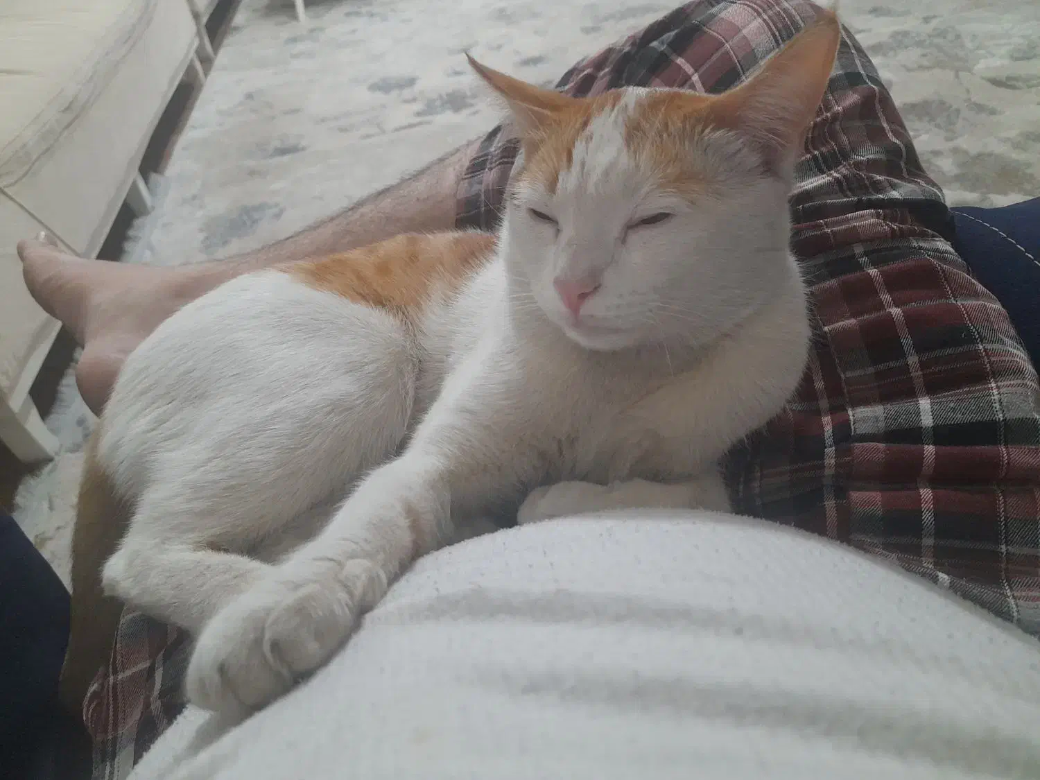 گربه گم شده|حیوانات|مشهد, نوید|دیوار