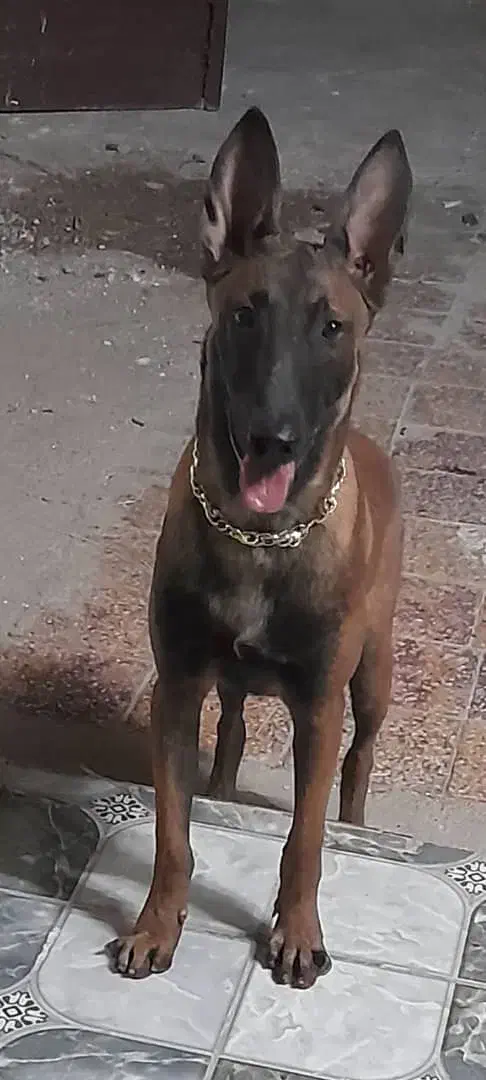 سگ مالینویز، نر|سگ|خرمشهر, |دیوار