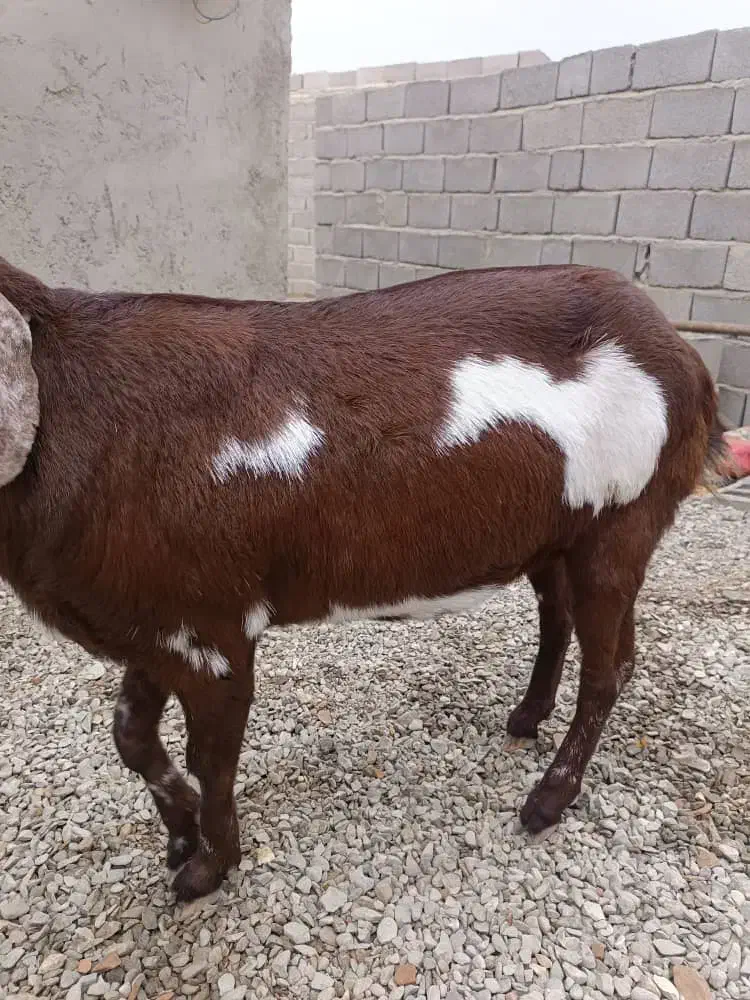 پلو|حیوانات مزرعه|بمپور, |دیوار