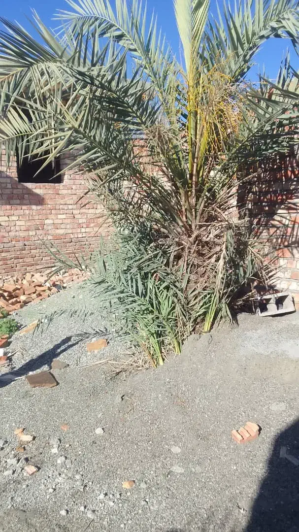 فروش ۳۱۰ متر زمین خیابان توحید سرخیابان|فروش زمین و ملک کلنگی|ایرانشهر, |دیوار