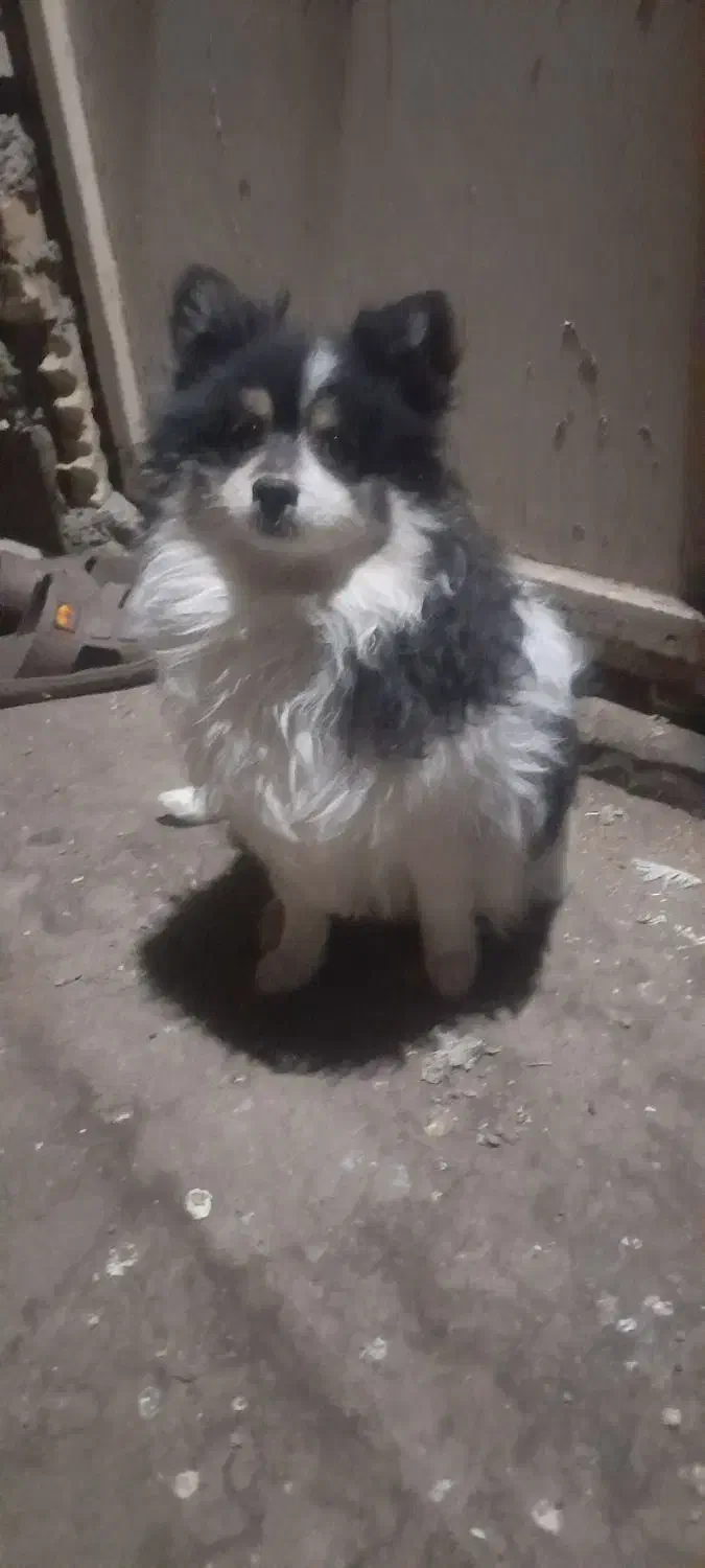 سگ پامر نر|سگ|مشهد, چهارچشمه|دیوار