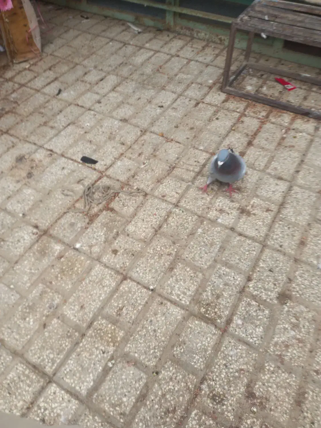 المانی معاوضه باتکپر|پرنده|کلاله, |دیوار