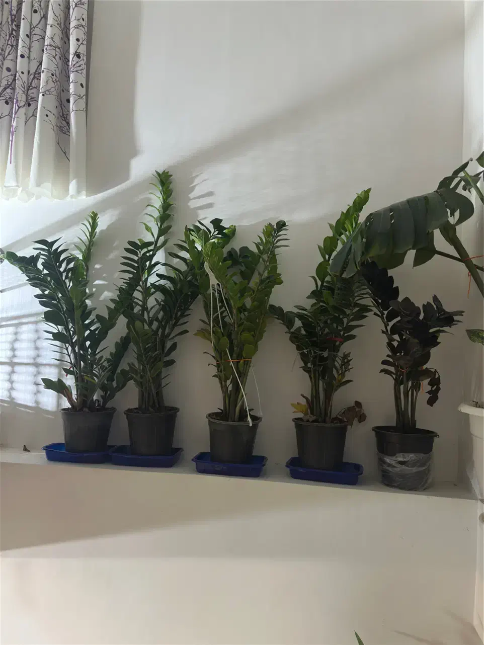 گل وگیاه طبیعی آپارتمانی|گل و گیاه طبیعی|رستمآباد, |دیوار