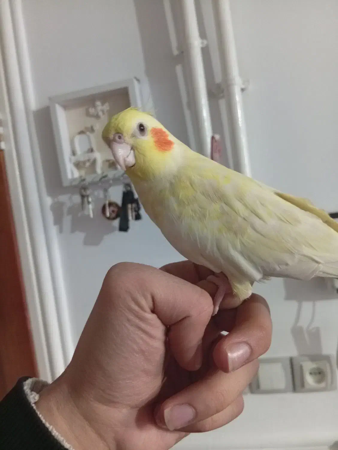 عروس هلندی|پرنده|رزن, |دیوار