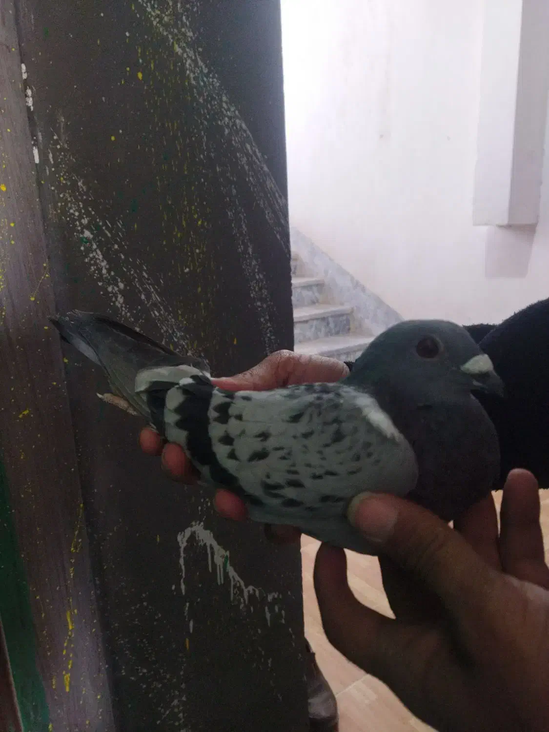 پلاکی زرهی 2024+2025|پرنده|دهلران, |دیوار