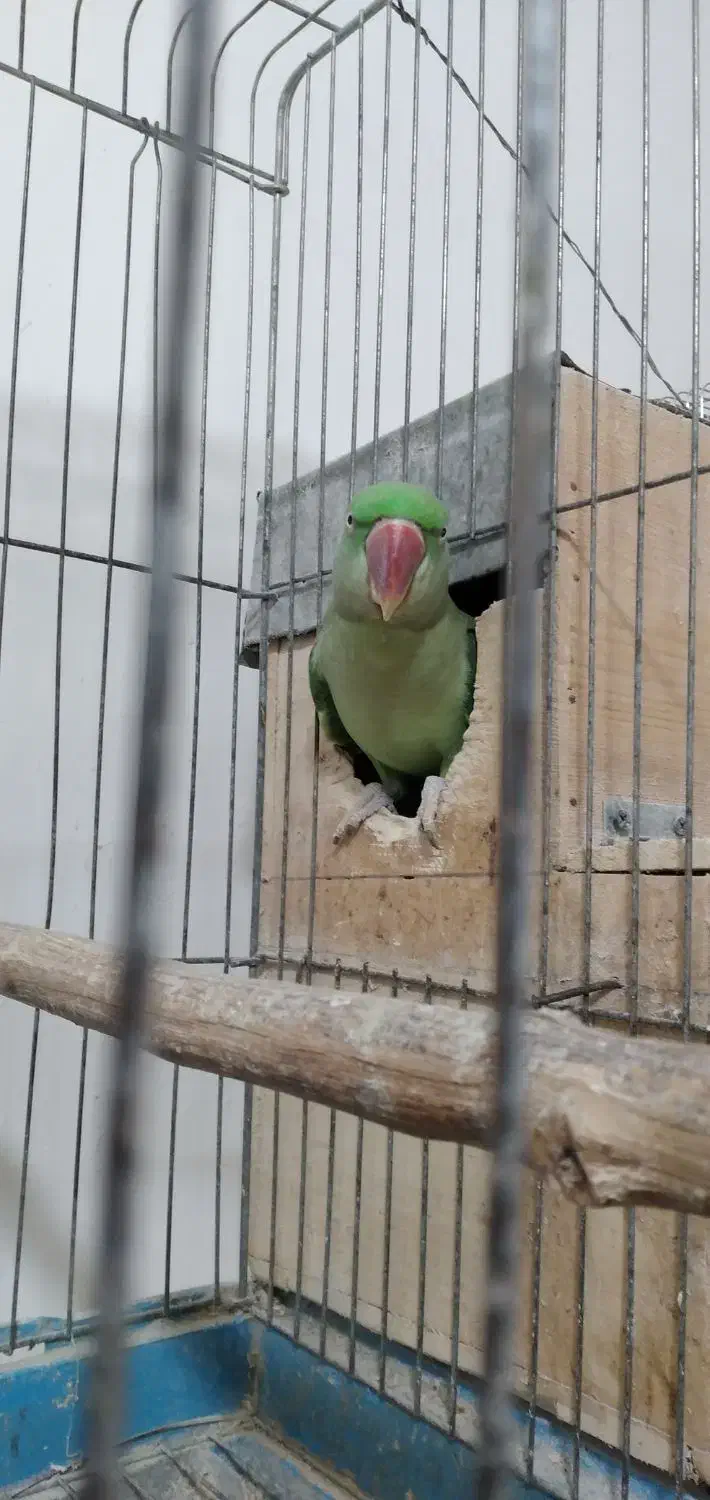 شاه طوطی مولد|پرنده|چالوس, |دیوار