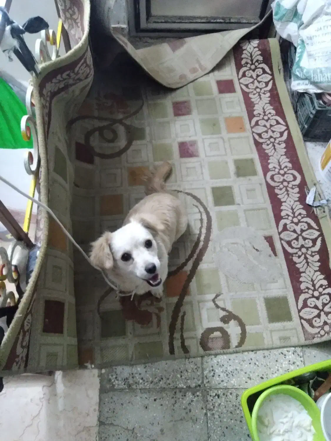 سگ پا کوتاه|سگ|اسفراین, |دیوار