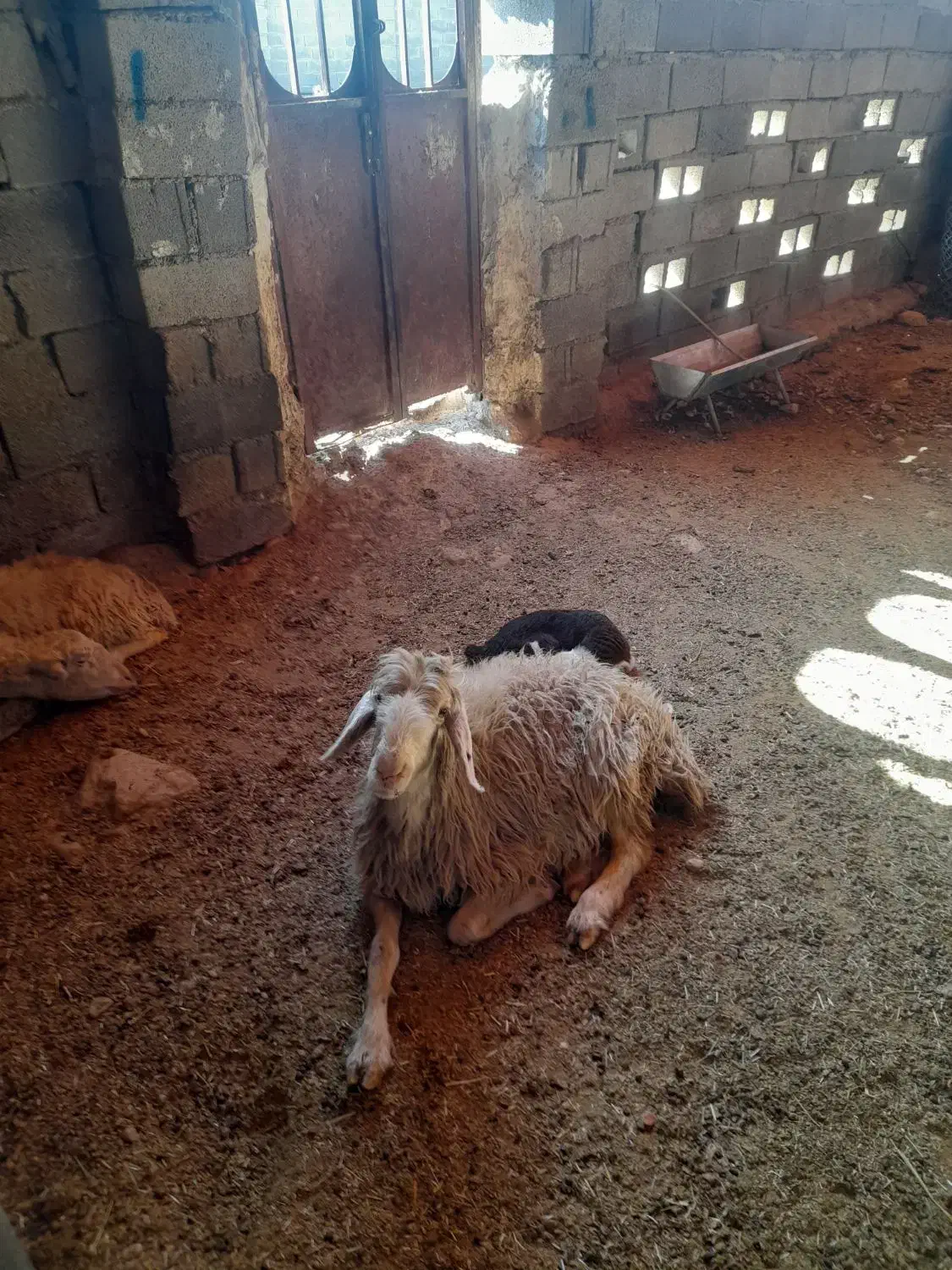 معاوضه ۱۹راس میش با کهره|حیوانات مزرعه|بهبهان, |دیوار