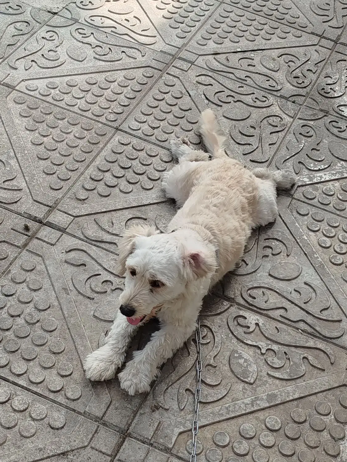 سگ واگذاری|سگ|سنگر, |دیوار