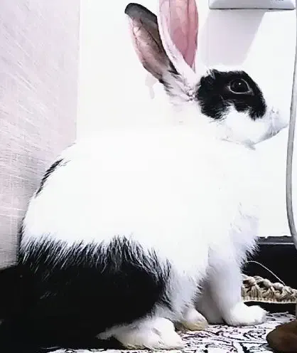 بچه خرگوش|موش و خرگوش|پرند, فاز ۶|دیوار