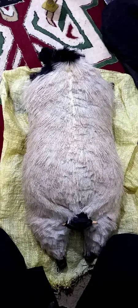 خیگ تمیز|حیوانات مزرعه|شوشتر, |دیوار