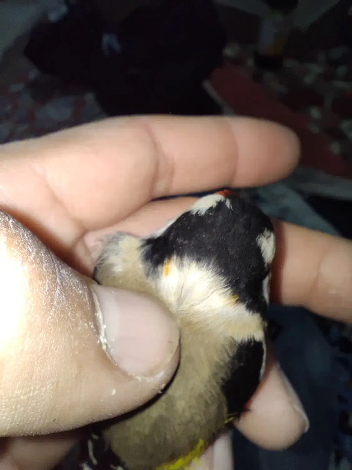 سهره نر چهارگل|پرنده|پارس‌آباد, |دیوار