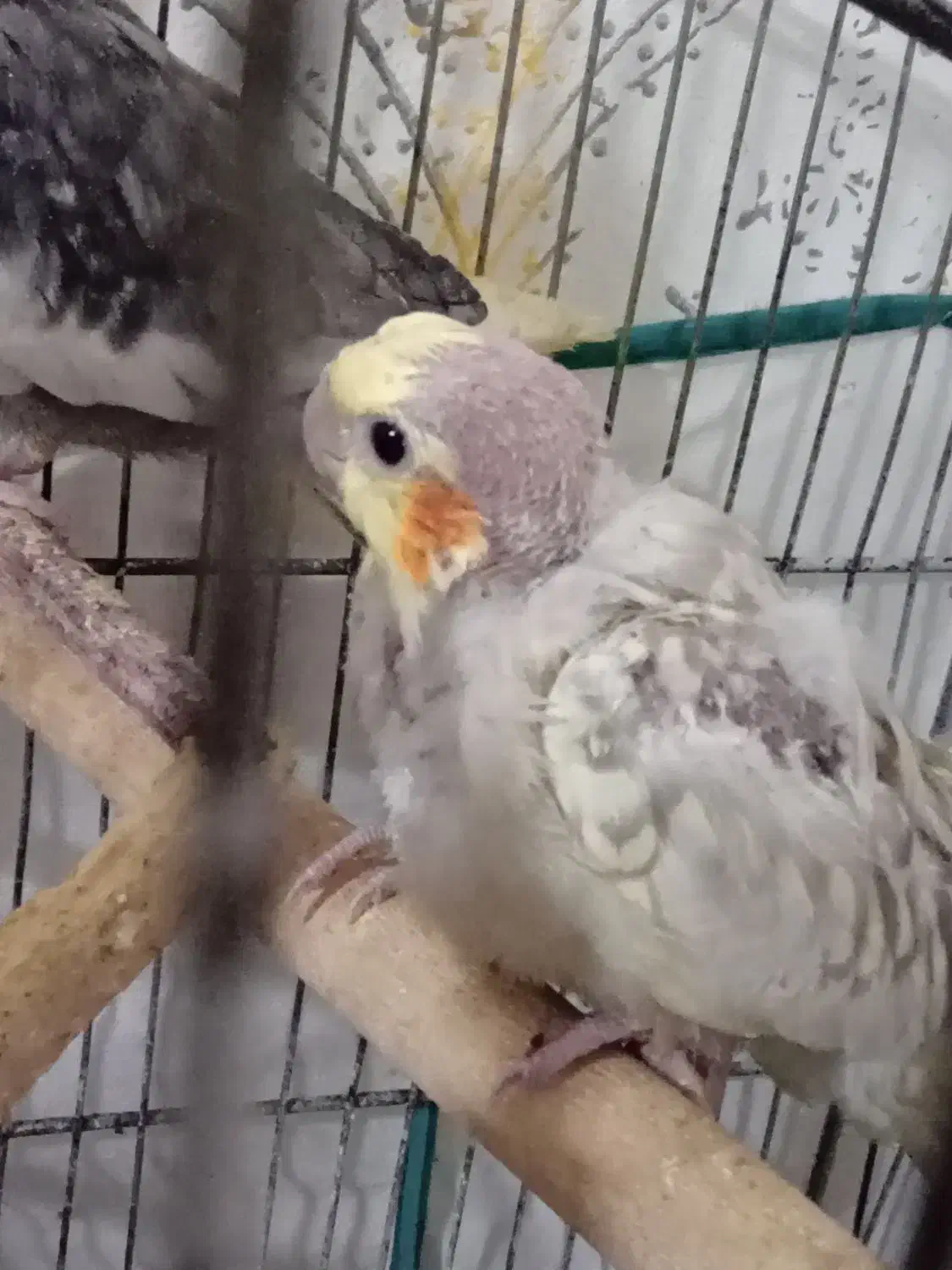 جوجه عروس هلندی|پرنده|الوند, |دیوار