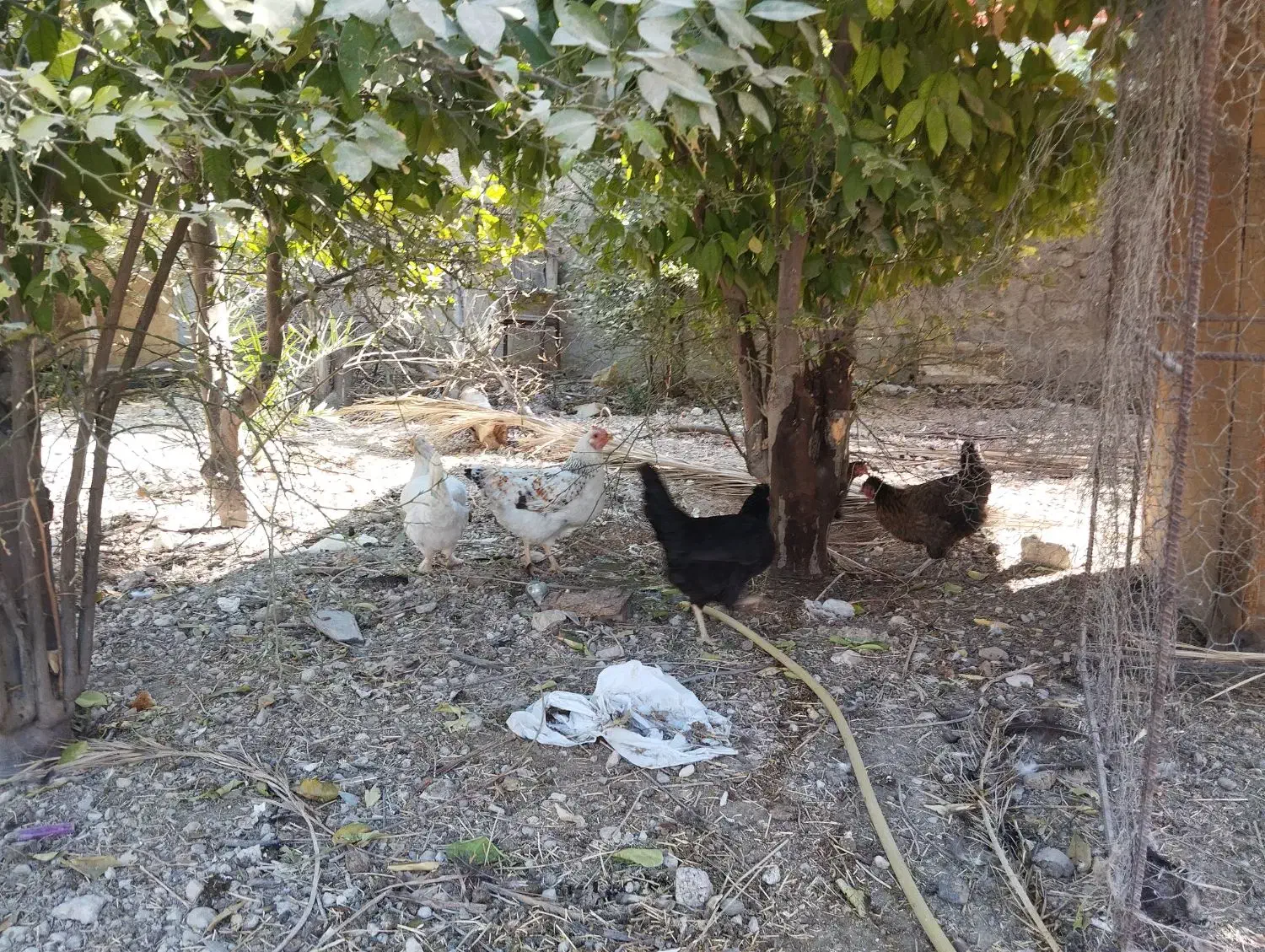 مرغخاگگذارسیاهورنگیاصیل|حیوانات مزرعه|کازرون, |دیوار