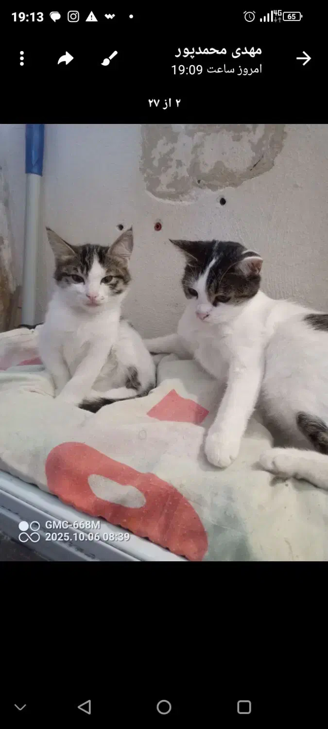 واگذاری ۴ گربه|گربه|اردبیل, |دیوار