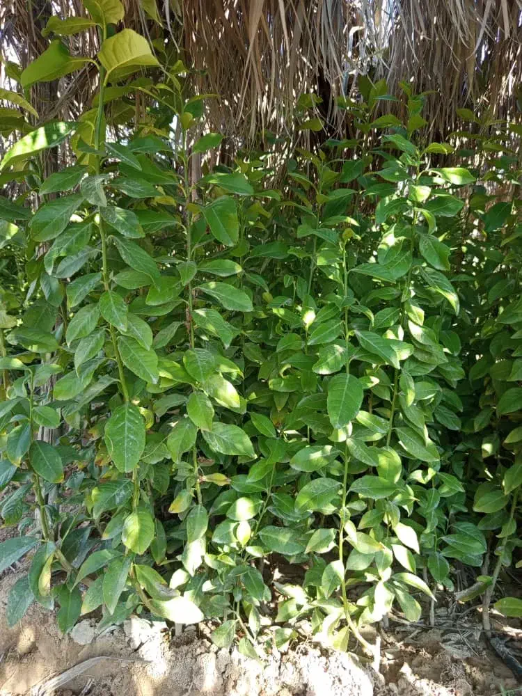 نهال|خدمات باغبانی و درختکاری|خفر, |دیوار