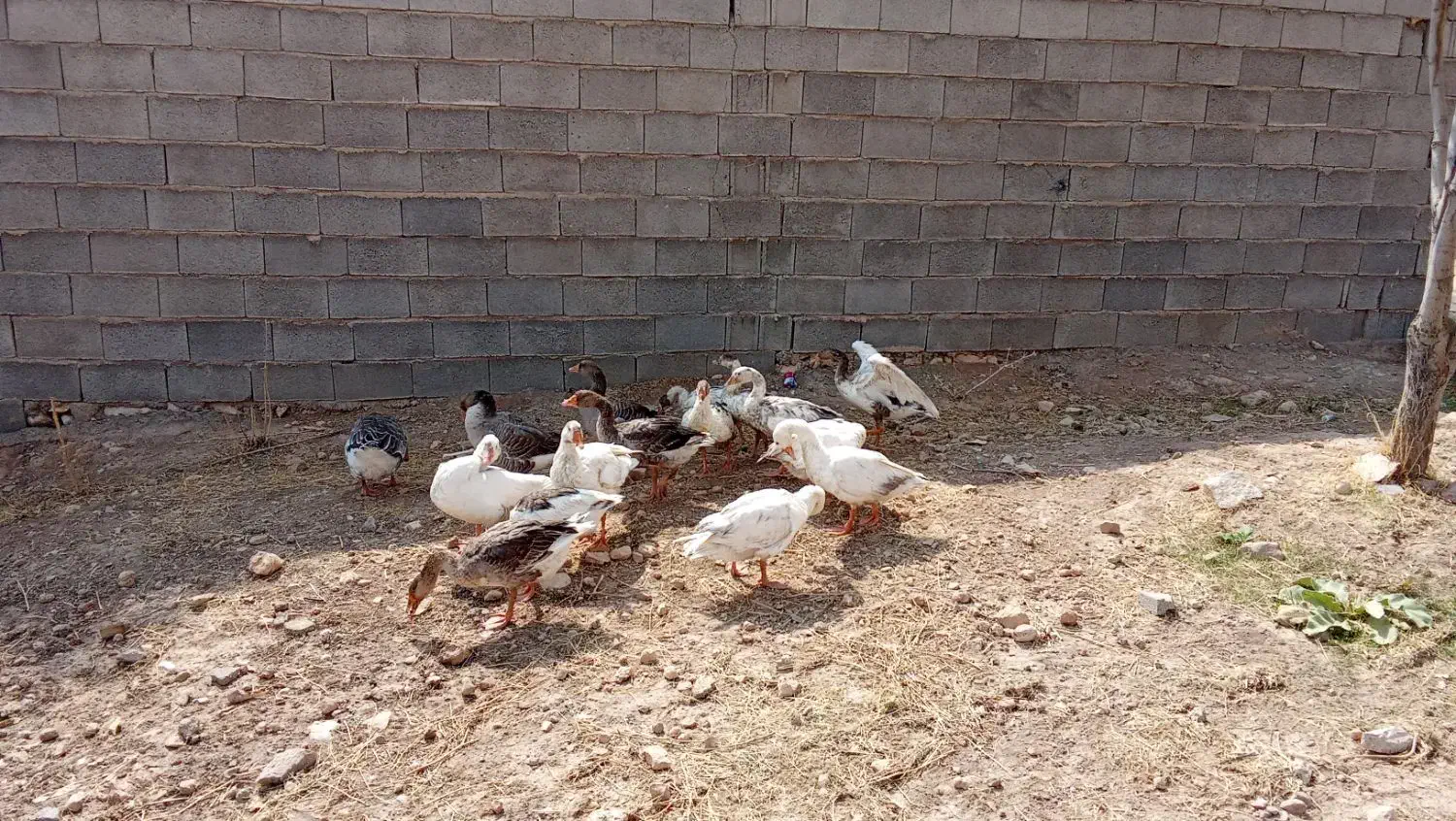 غاز|حیوانات مزرعه|بیضا, |دیوار