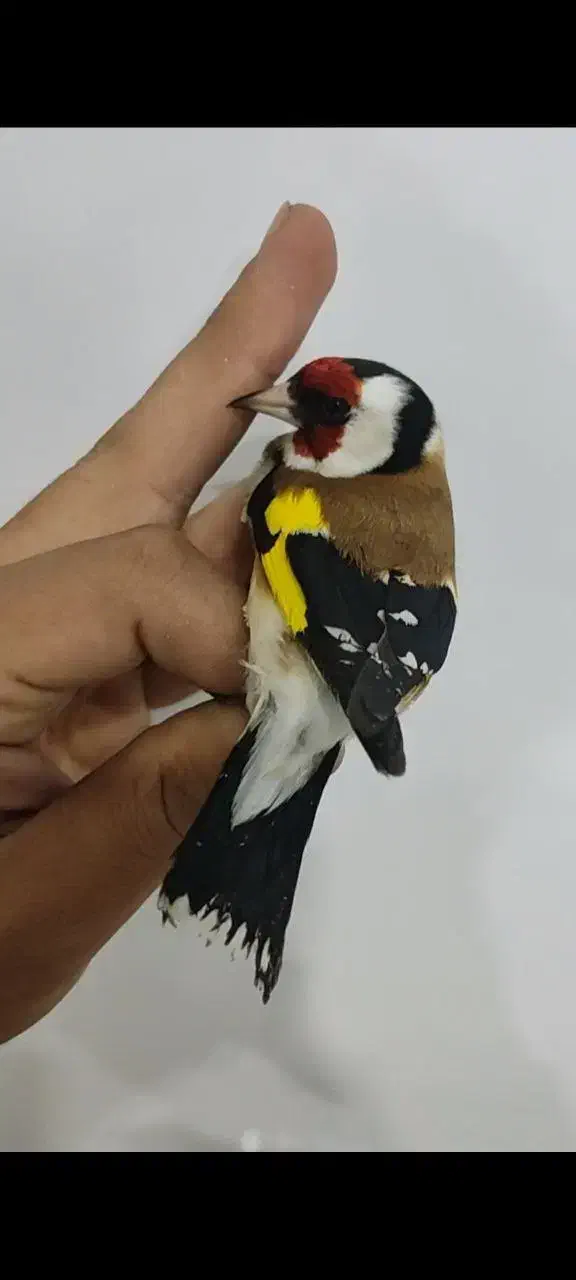 سهره هایه قدار و نمونه|پرنده|اردبیل, |دیوار