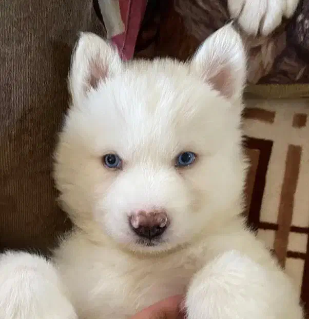 سامویید هاسگی|سگ|آستارا, |دیوار