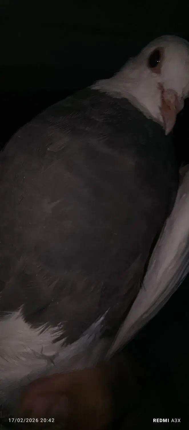 کفتر|پرنده|فولادشهر, C1|دیوار