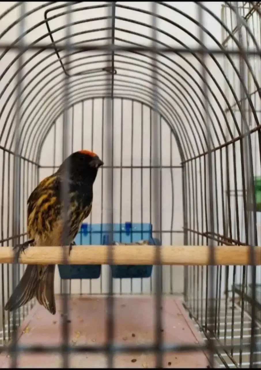 سهره چهارگل.کرمونی.گلبسر|پرنده|تربت جام, میان جام|دیوار