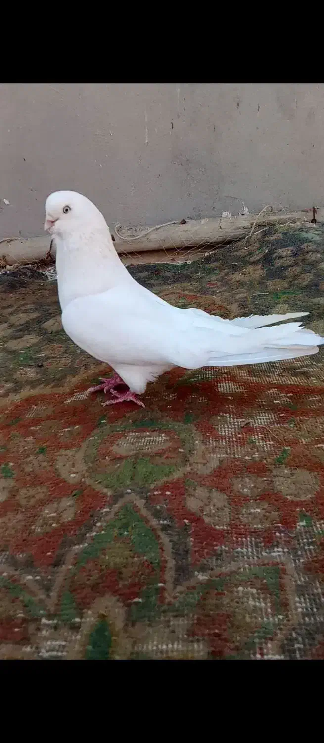 کبوترسفید|پرنده|ملکان, |دیوار