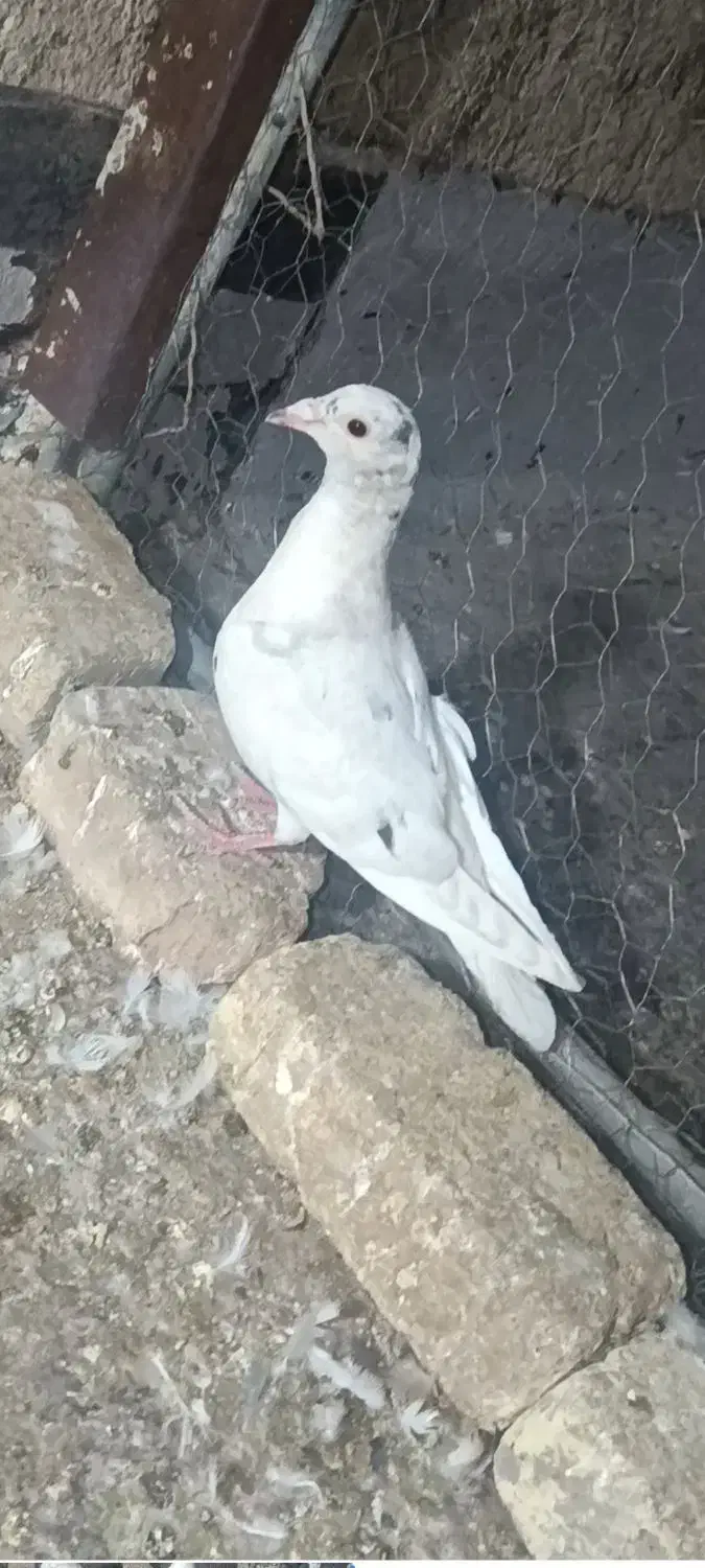 کفتر یا کبوتر|پرنده|اقبالیه, |دیوار