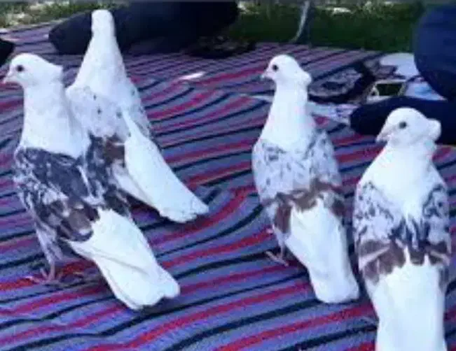 سگ معاوضه دارم با کبوتر خوب خوشونه گرده دار|سگ|خرم‌آباد, |دیوار