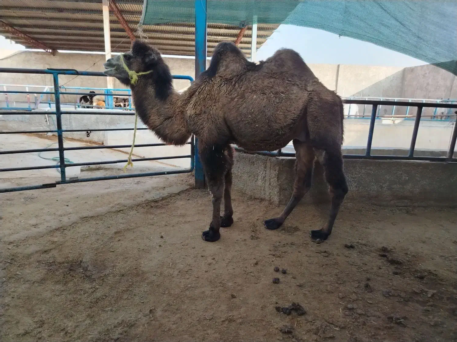 شتر نر دوکوهان|حیوانات مزرعه|یزد, |دیوار