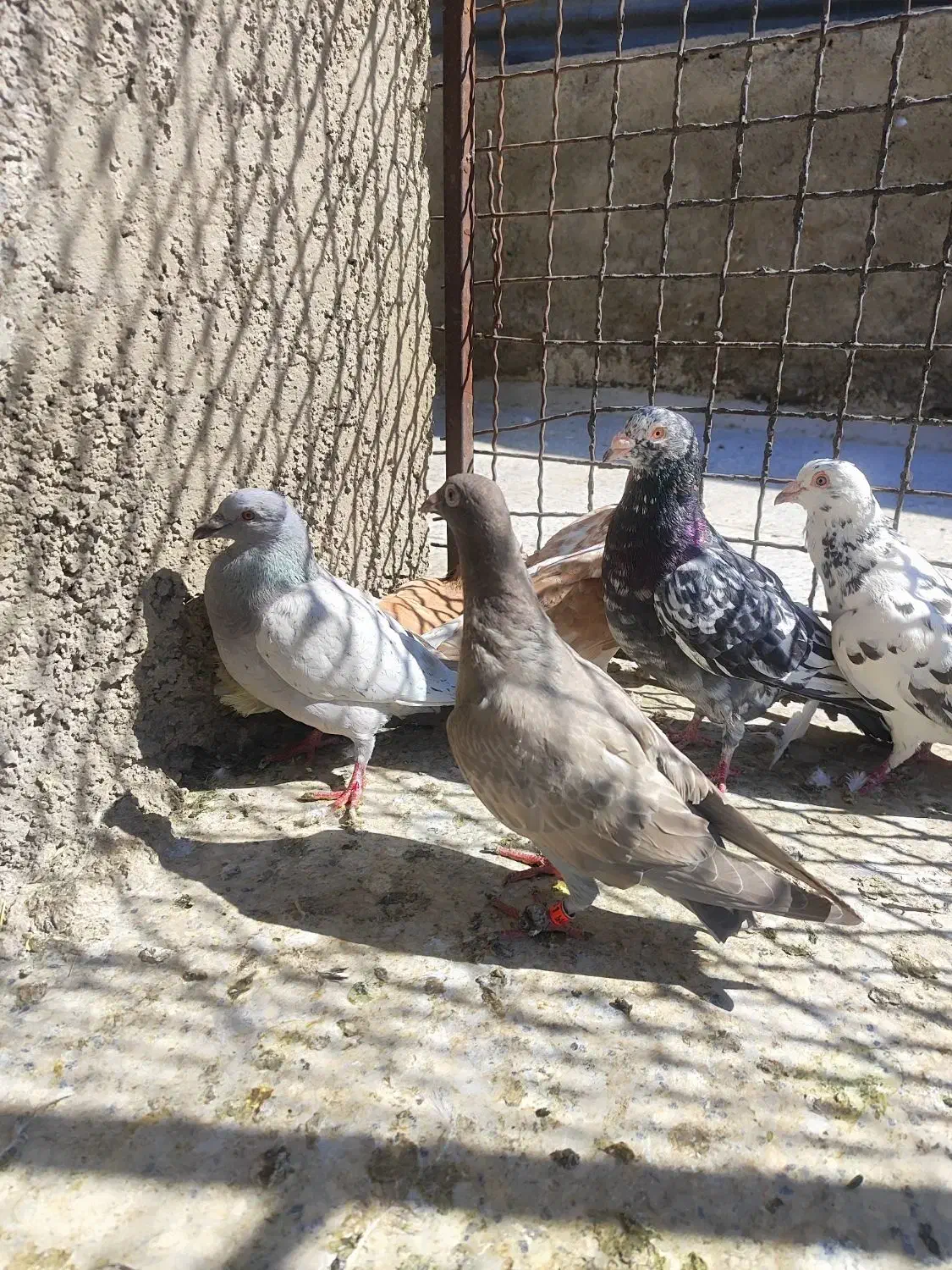 کبوتر کله کنی|پرنده|شیراز, کوزه گری|دیوار