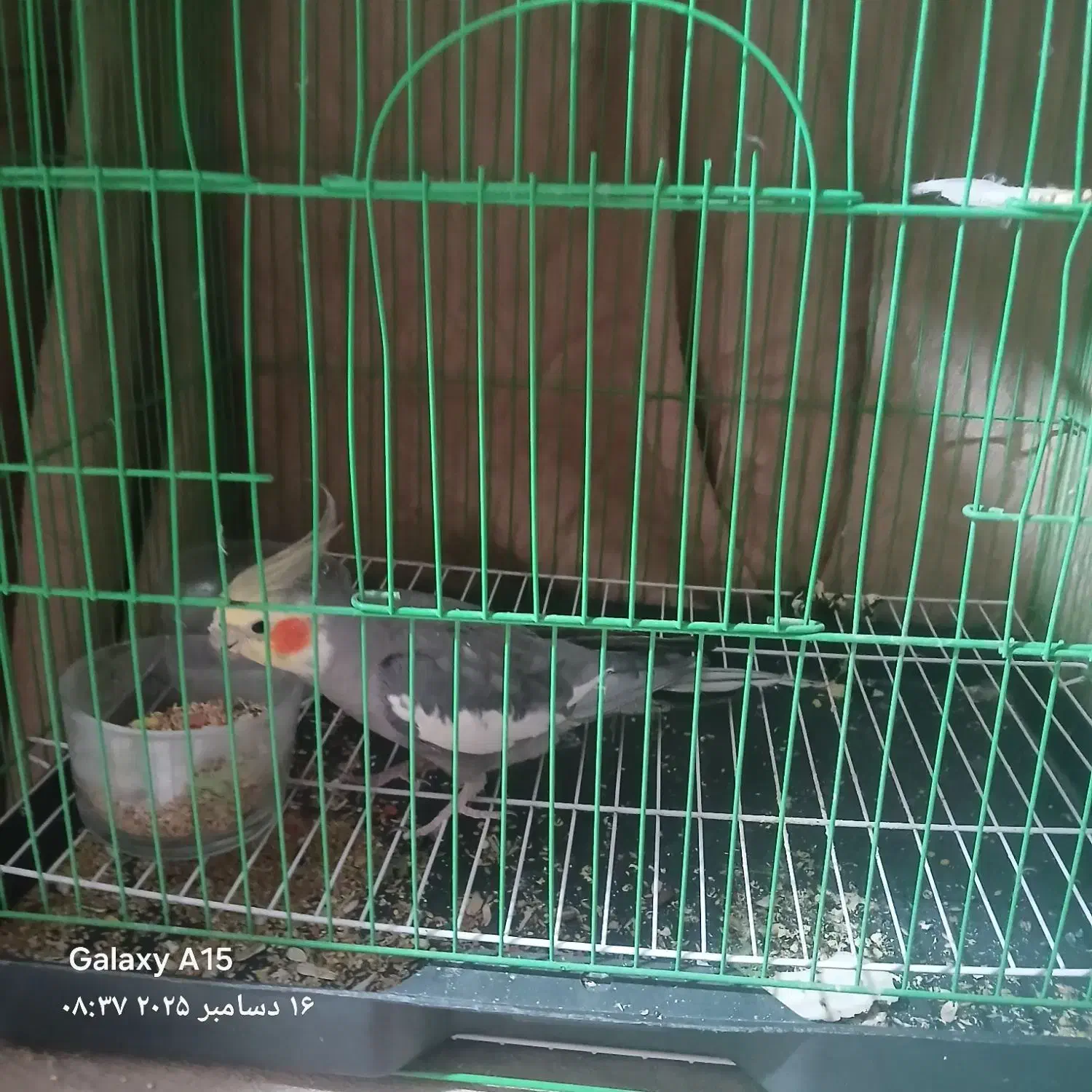 عروس هلندی|پرنده|محمدشهر, شهرک چمران|دیوار