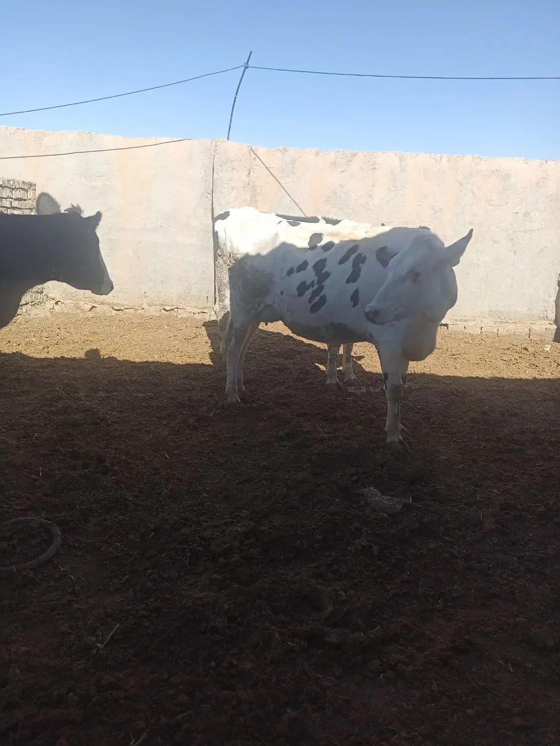 گاو شیری|حیوانات مزرعه|سده (خراسان جنوبی), |دیوار