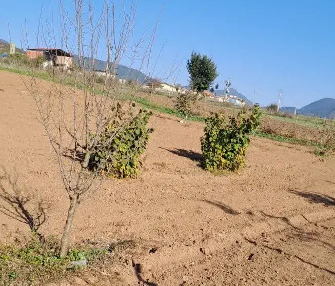 فروش زمین درییلاق خوش آب وهوای دودانگه علی آباد|فروش زمین و ملک کلنگی|فریم, |دیوار