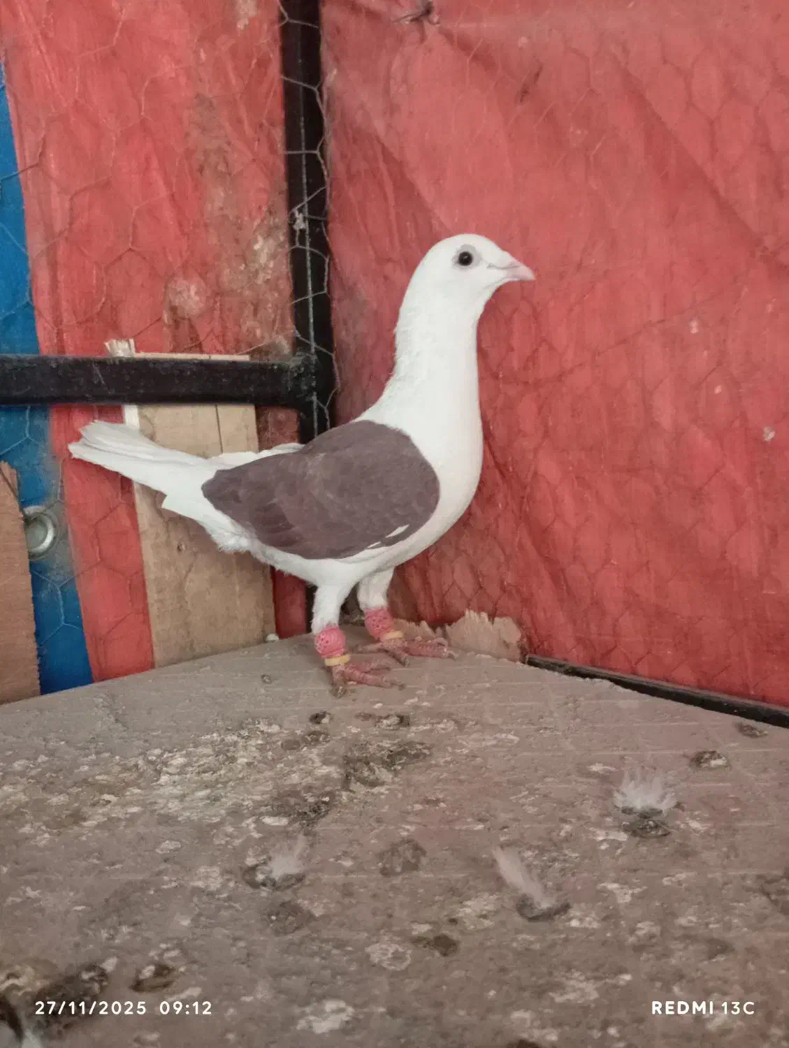 المانی|پرنده|الوند, |دیوار