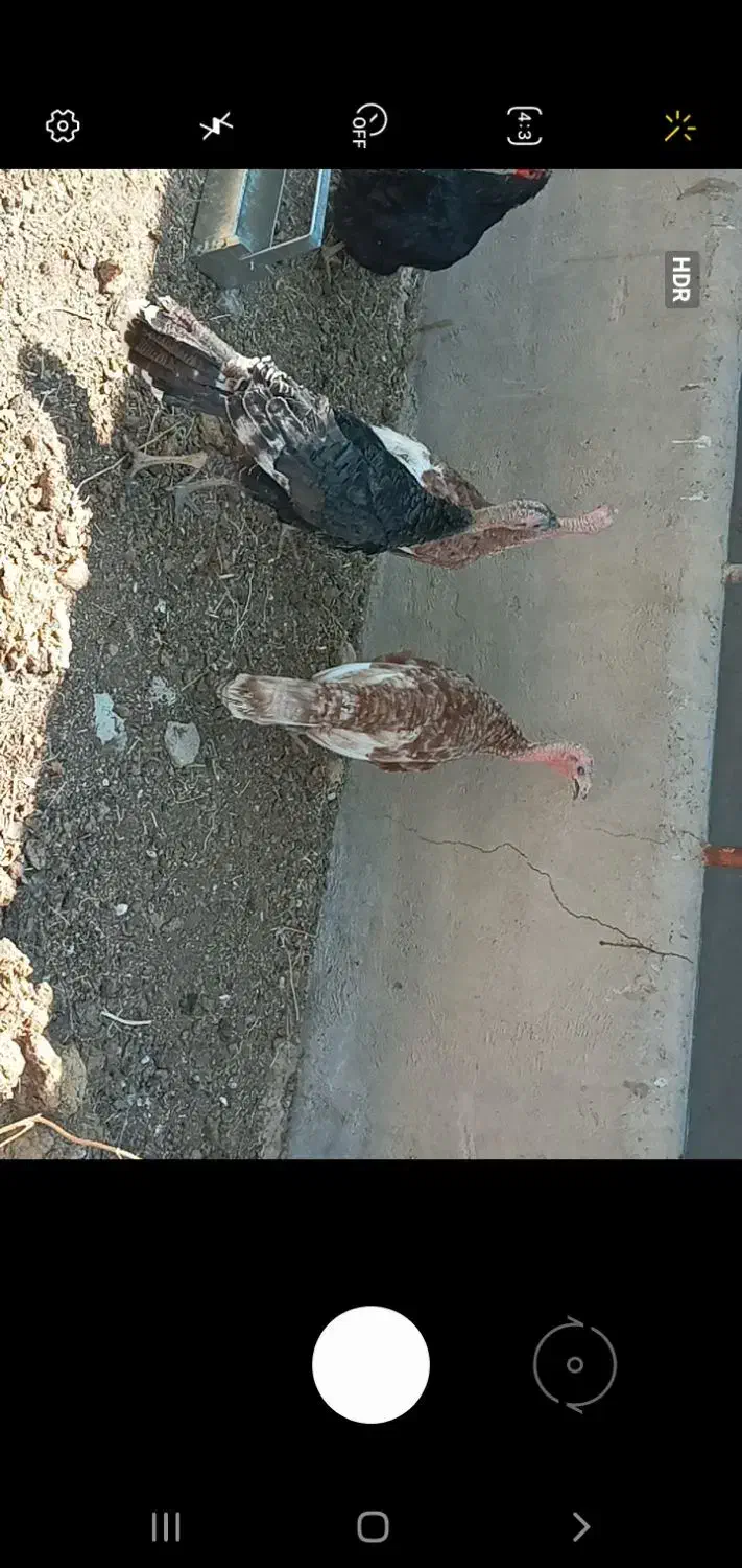 بوقلمون|حیوانات مزرعه|تاکستان, |دیوار