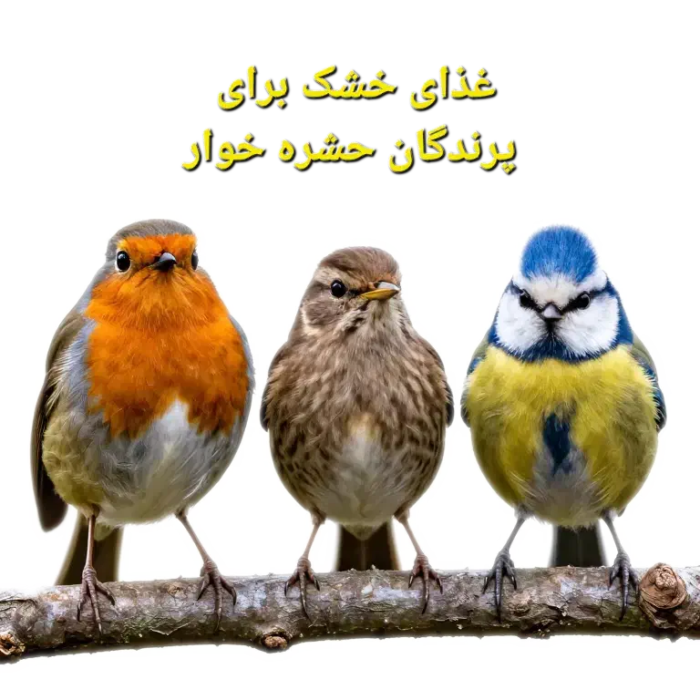غذای پرنده|لوازم جانبی حیوانات|شیراز, گویم|دیوار