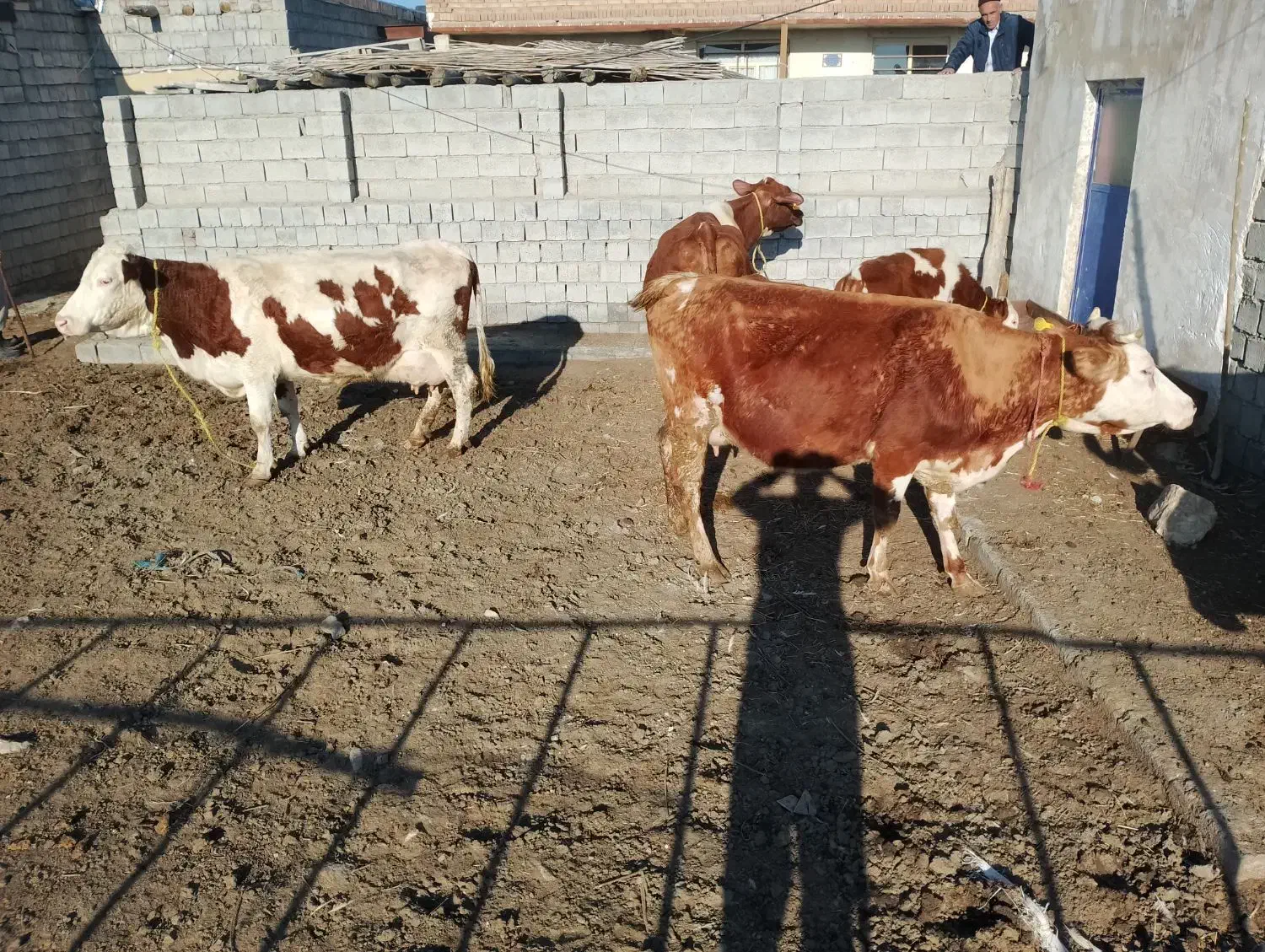 فروش گاو|حیوانات مزرعه|محمدیار, |دیوار