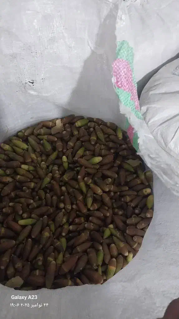 فروش بلوط یاسوج ریز و تمیز|خوردنی و آشامیدنی|ایذه, |دیوار