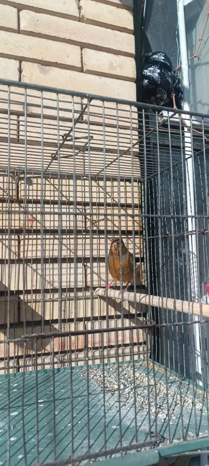 یک عدد قناری نر|پرنده|کرمان, |دیوار